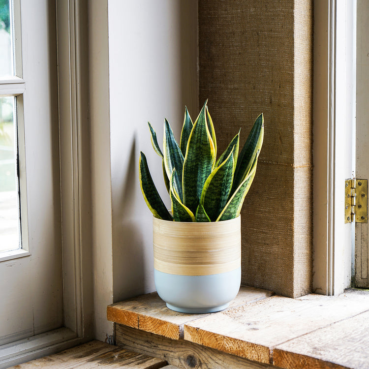 Natural Bamboo Indoor Planter Pot