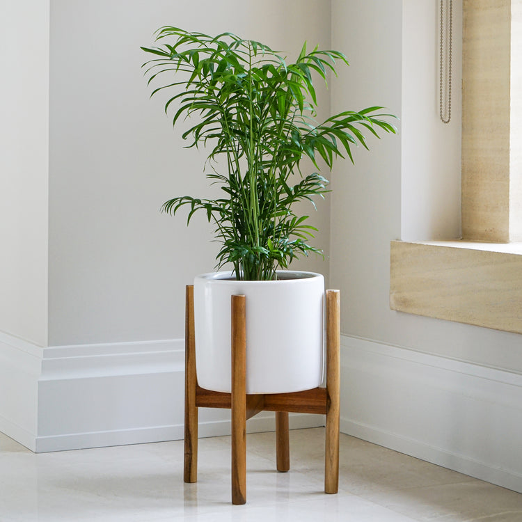 Contemporary Ceramic Plant Pot with Wooden Stand