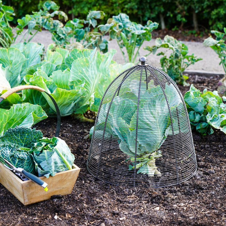 Outdoor Metal Wire Plant Protector Dome for Garden